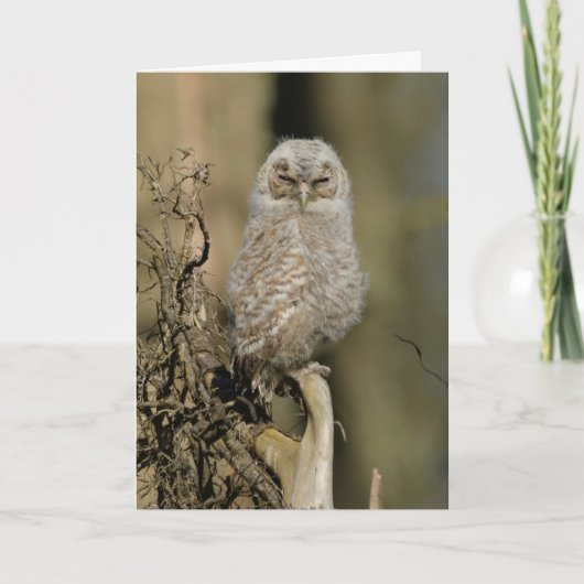 Carte Tawny chick (Devant)