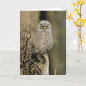 Carte Tawny chick (Fleur jaune)