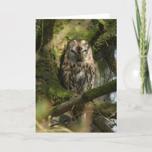 Carte Tawny Owl dans le bois
