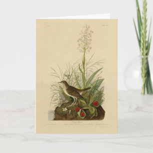 Carte Tawny Thrush (Veery) - Audubon's Birds of America