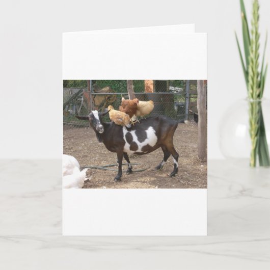 Carte Taxi de chèvre (Devant)