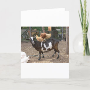 Carte Taxi de chèvre