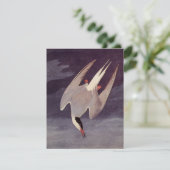 Carte Terne arctique par John James Audubon, Oiseaux Vin (Debout devant)