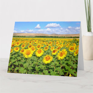 Carte Terrain de tournesol