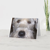 Terrier blond comme les blés doucement enduit