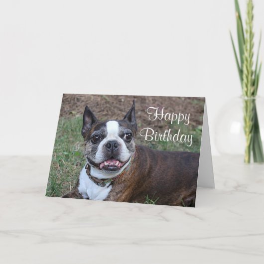 Carte Terrier Brindle et blanc de Boston (Devant)