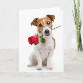 Carte Terrier de Jouet Fox Saint-Valentin (Devant)