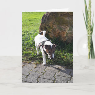 Carte Tête de Capo von Oppenheim Terrier Jack Russell, C