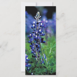 Carte Texas Bluebonnet