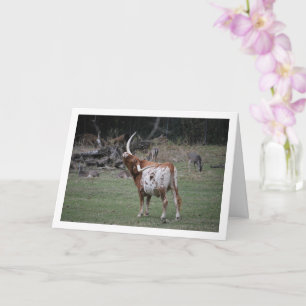 Carte Texas Longhorn Cattle
