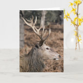 Carte The King's Deer of Richmond Park, Londres, Royaume (Fleur jaune)