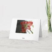 Carte Thinking of you, Stargazer Amaryllis (Dos)
