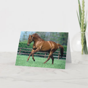 Carte Thoroughbred Stallion, Irlande