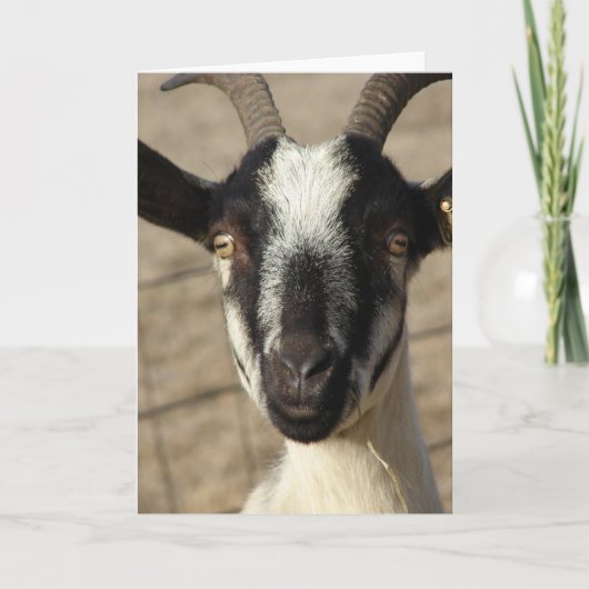 Carte Thumbelia Yearling Goat (Devant)