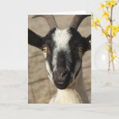 Carte Thumbelia Yearling Goat (Fleur jaune)