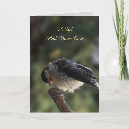 Carte Tidi my Bird le Parus Major (Devant)