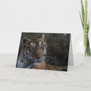Carte Tiger Greeting Card-Tarjeta Tigre félicitation