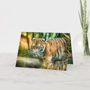 CARTE TIGER YOUTH DE LA NATION SUMATRA