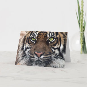 Carte Tigre