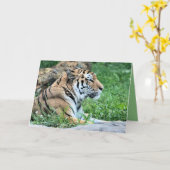 Carte Tigre (Fleur jaune)
