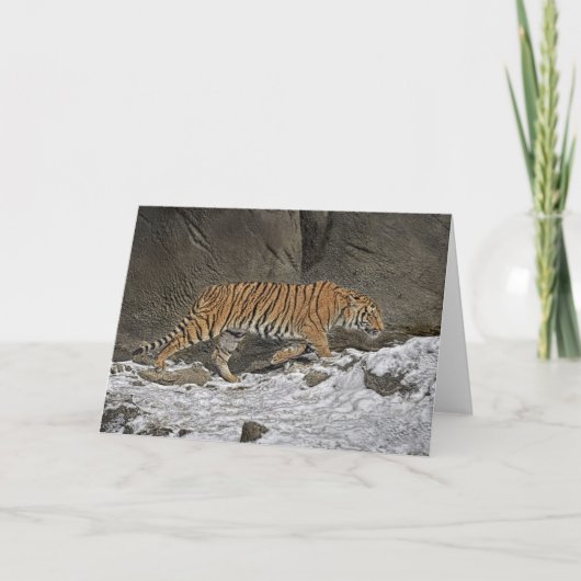 Carte Tigre 8 Month Old Cub (Devant)