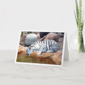 Carte Tigre Blanc Buvant de l'Eau (Devant)