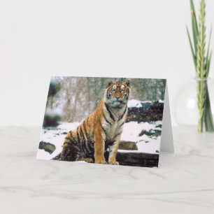 Carte Tigre dans la neige
