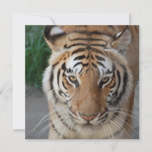 Carte Tigre doux (Devant)