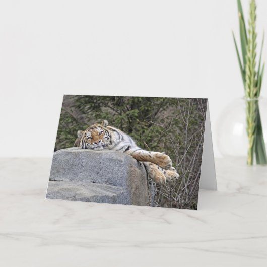 Carte Tigre "Lazy Day" (Devant)
