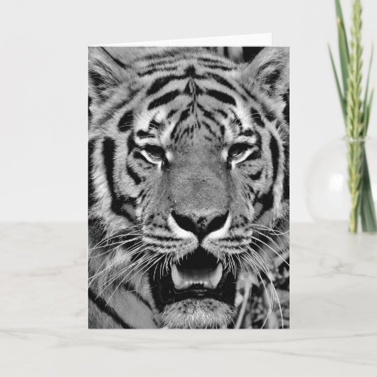Carte Tigre noir et blanc visage (Devant)