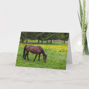 Carte Tihuta Pass, Horse in Pasture