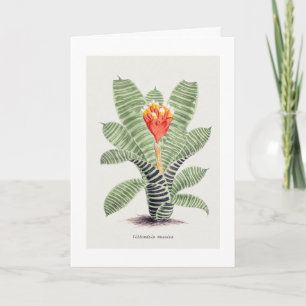 Carte Tillandsia Musaica, par J. Nugent