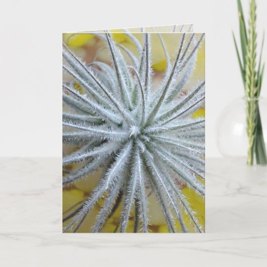 Carte Tillandsia tectorum (Devant)