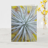 Carte Tillandsia tectorum (Fleur jaune)