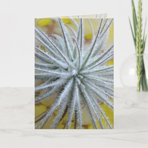 Carte Tillandsia tectorum