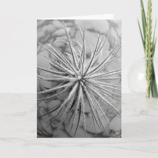 Carte Tillandsia tectorum (Devant)