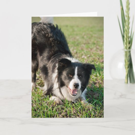 Carte Tino the Border Collie, prêt à jouer (Devant)