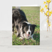 Carte Tino the Border Collie, prêt à jouer (Fleur jaune)