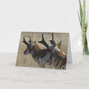 Carte Tir dans la tête de jeunes mâles d'antilope Prongh