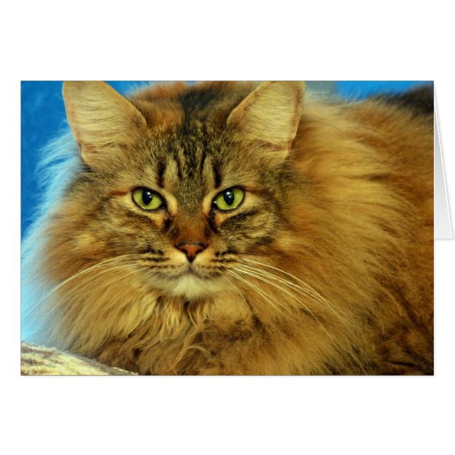 Carte Toottes (Devant horizontal)