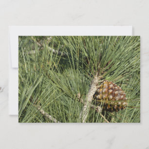 Carte Torrey Pine gros plan botanique Californie