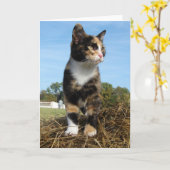 Carte Torti Cat sur une balle de foin (Fleur jaune)