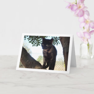 Carte Tortoiseshell Kitten in Tree