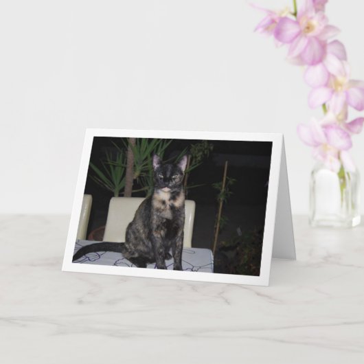 Carte Tortoiseshell Kitten sur table (Orchidée)