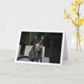 Carte Tortoiseshell Kitten sur table (Fleur jaune)