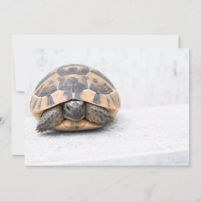 Carte Tortue (Devant)