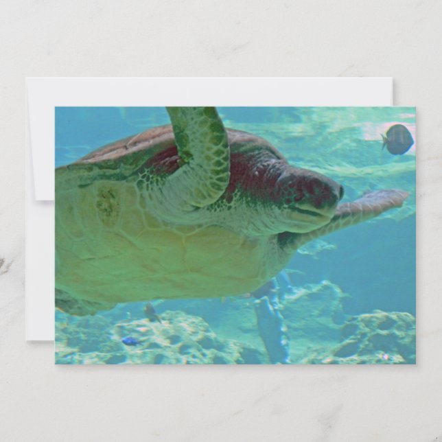 Carte Tortue de mer (Devant)