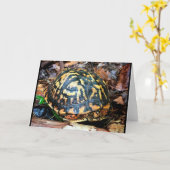 Carte Tortue en Forêt, Chester, Caroline du Sud (Fleur jaune)