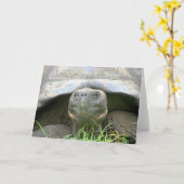 Carte Tortue, île de Santa Cruz, Galapagos (Fleur jaune)