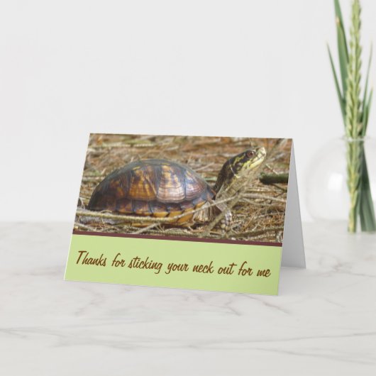 Carte Tortue - Sortie du cou (Devant)